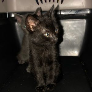 Meet your Posher, Eli